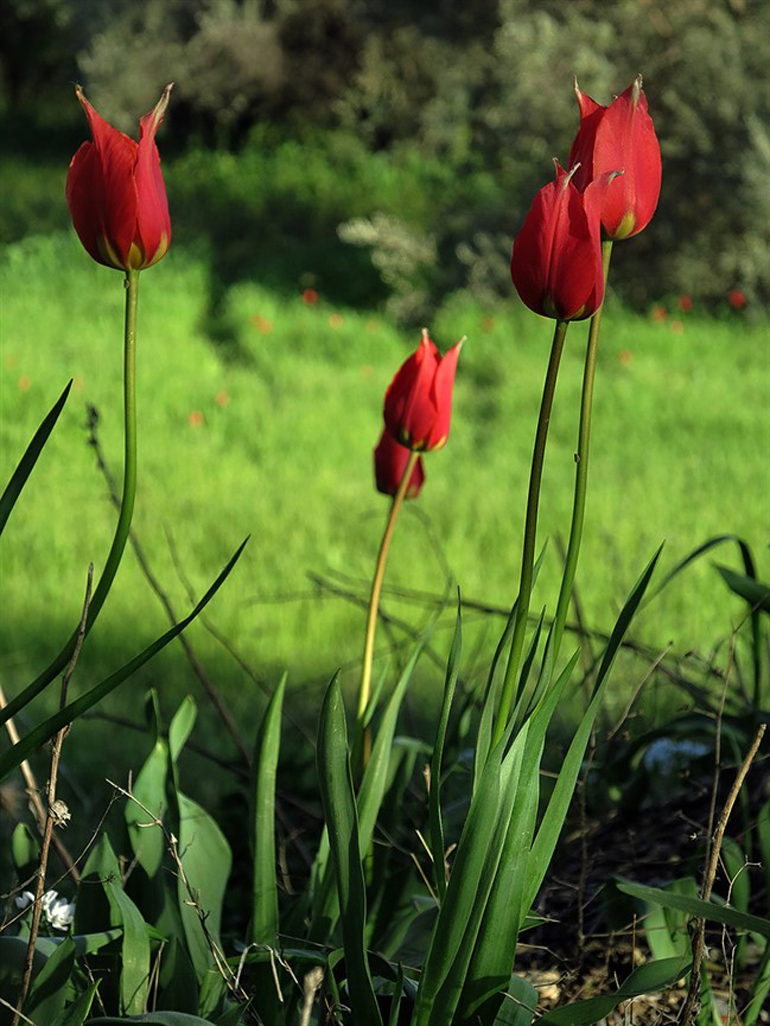 HAPPY-OUTSIDE-ARTTRAVEL-POIO-ELLHNIKO-NHSI-GEMIZEI-ME-TOYLIPES1